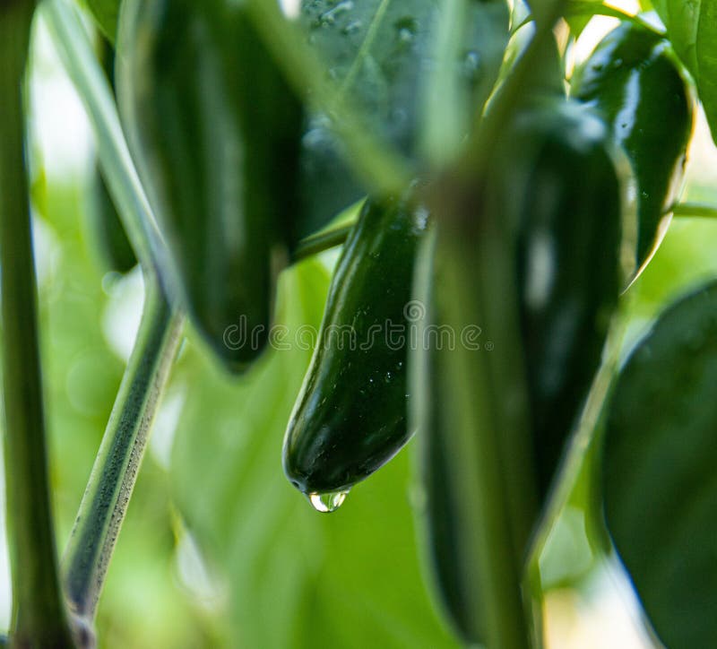 Selective Focus of Water Drop on Green Jalapeno Hanging on Plant Stock