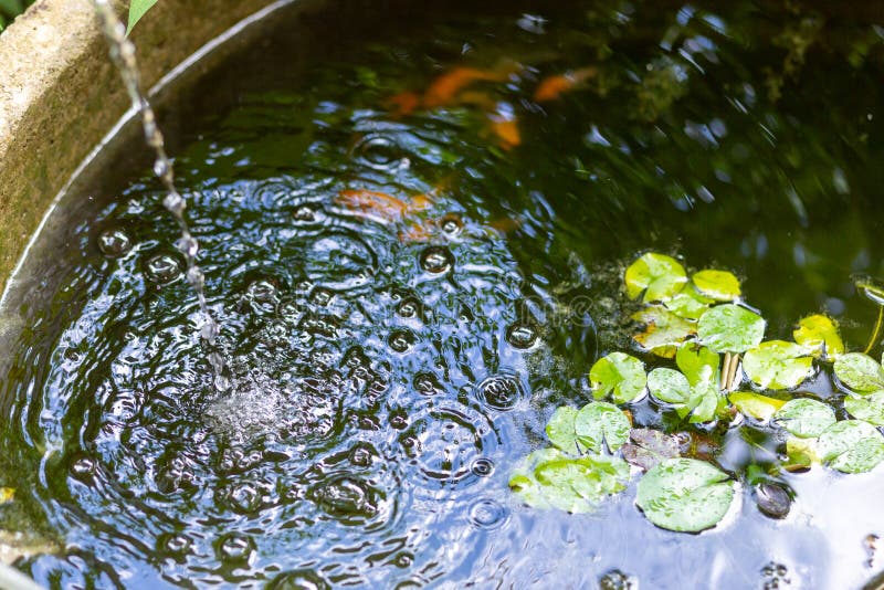 Selective Focus the Water Surface in the Fish Tank is Changing the