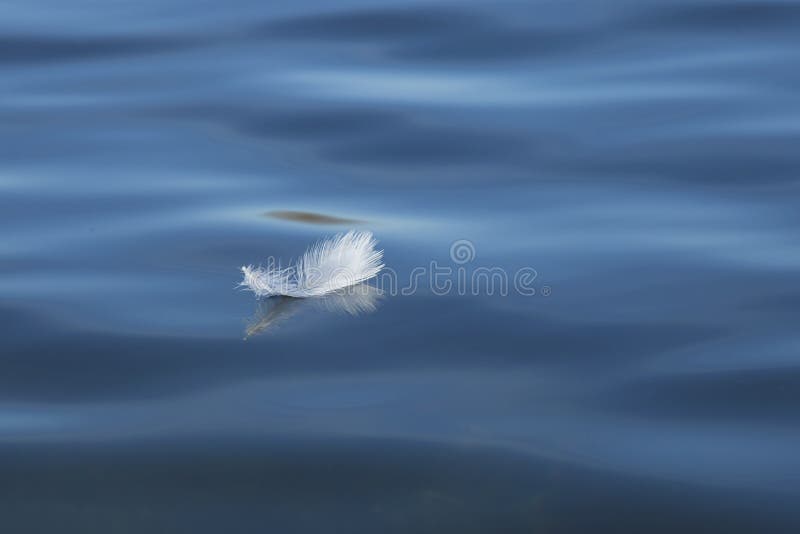 Selective focus white feather floating on the surface of a lake