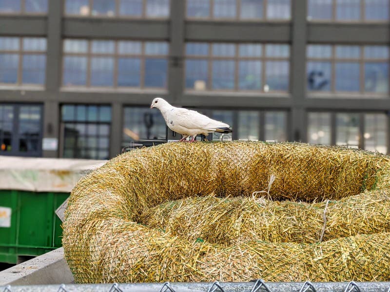 Selective focus of a white homing pigeon resting on some straw in downtown Seattle, WA stock photos Selective focus of a white homing pigeon resting on some straw in downtown Seattle, WA stock photos