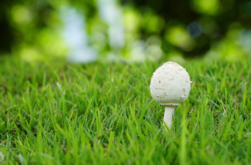 Selective focus at white mushroom bud growth on the green lawn with bokeh