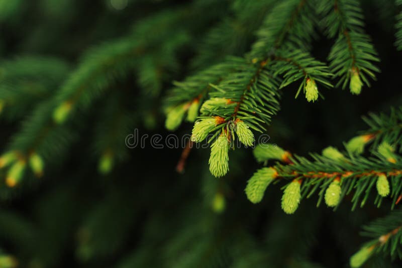 selective focus, young tree shoots, fresh shoots ate in spring or summer, raindrops