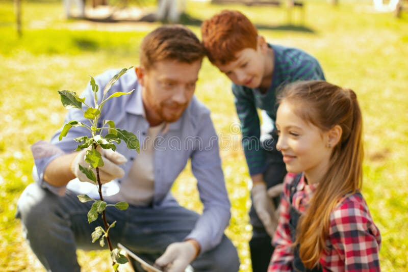 Selective focus of a young tree stock images Selective focus of a young tree stock images
