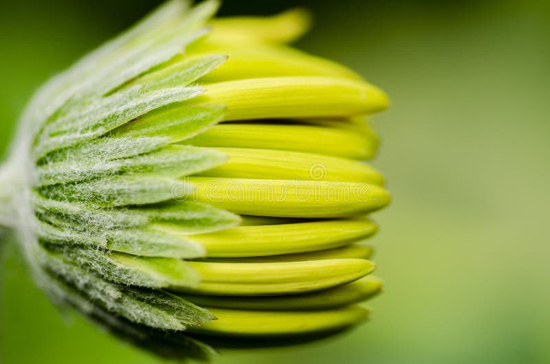Gerbera Daisies Flower Bud with Shallow Depth of Field. Stock Image