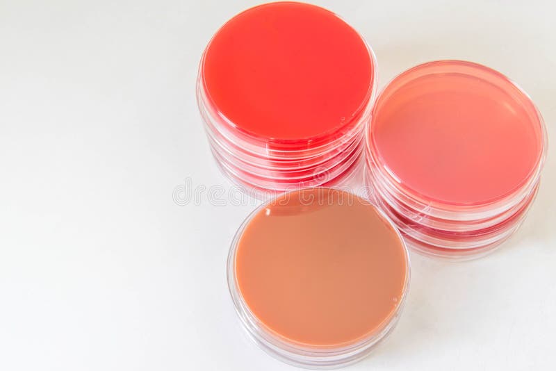 Selective Media for Bacteria Growth. Stock Photo Image of microbe