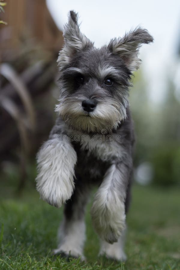Selective of a Miniature Schnauzer Running in the Park Stock Photo