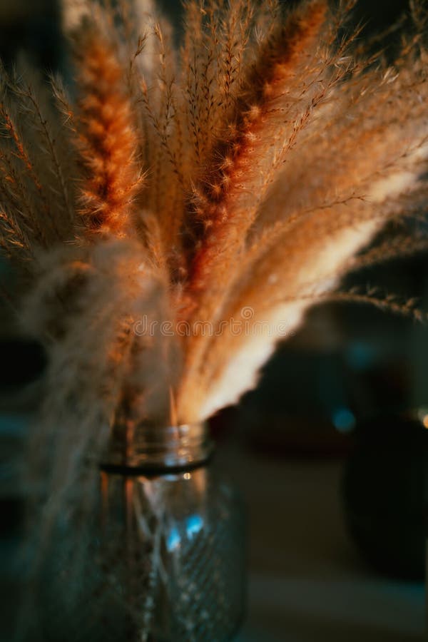Selective of Pampas Grass in Golden Hour Stock Image Image of grass