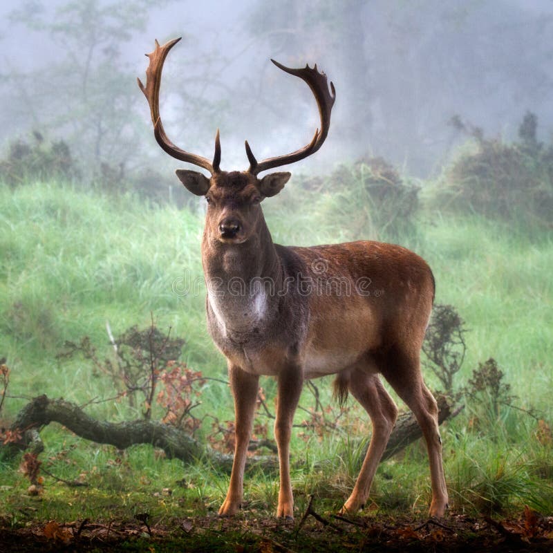 Selective shot of a cute deer with long horns in the forest with the background of fog