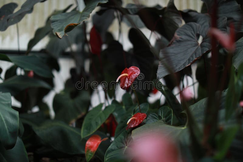 Selective Shot of Red Anthurium Flower with Green Leaves Stock Image