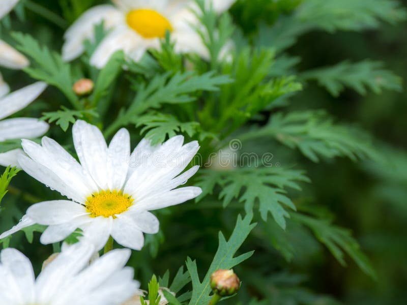 Selektiv und Weichzeichnung des weißen Grüns der Blume des weißen Gänseblümchens und des gelben Staubgefässes verlässt lizenzfreie stockbilder Selektiv und Weichzeichnung des weißen Grüns der Blume des weißen Gänseblümchens und des gelben Staubgefässes verlässt lizenzfreie stockbilder