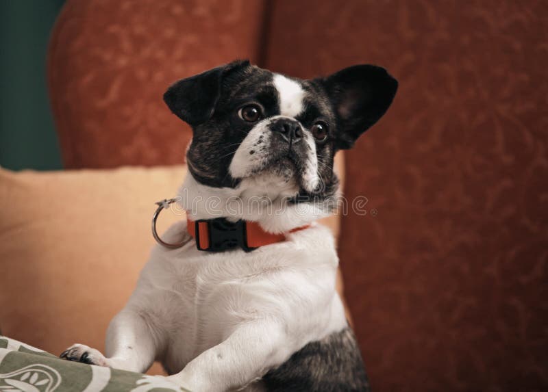 Selektive Nahaufnahme eines süßen Schwarz-Weiß-Boston-Terrier-Hundes auf dem Hintergrund einer roten Couch lizenzfreies stockfoto Selektive Nahaufnahme eines süßen Schwarz-Weiß-Boston-Terrier-Hundes auf dem Hintergrund einer roten Couch lizenzfreies stockfoto