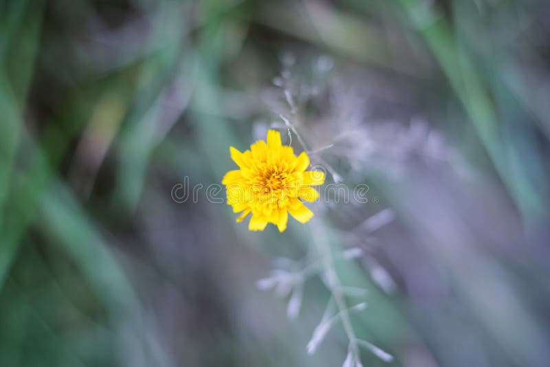 Selektiver Fokus, Nahaufnahme einer Ringelblumenblume lizenzfreie stockfotos Selektiver Fokus, Nahaufnahme einer Ringelblumenblume lizenzfreie stockfotos