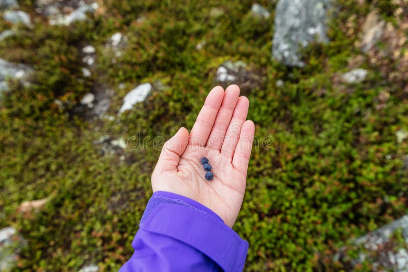 Selezionamento del mirtillo - mirtilli selvaggi nell'Alaska, frutta naturale fresca nella natura all'aperto Mano della donna che fotografie stock Selezionamento del mirtillo - mirtilli selvaggi nell'Alaska, frutta naturale fresca nella natura all'aperto Mano della donna che fotografie stock