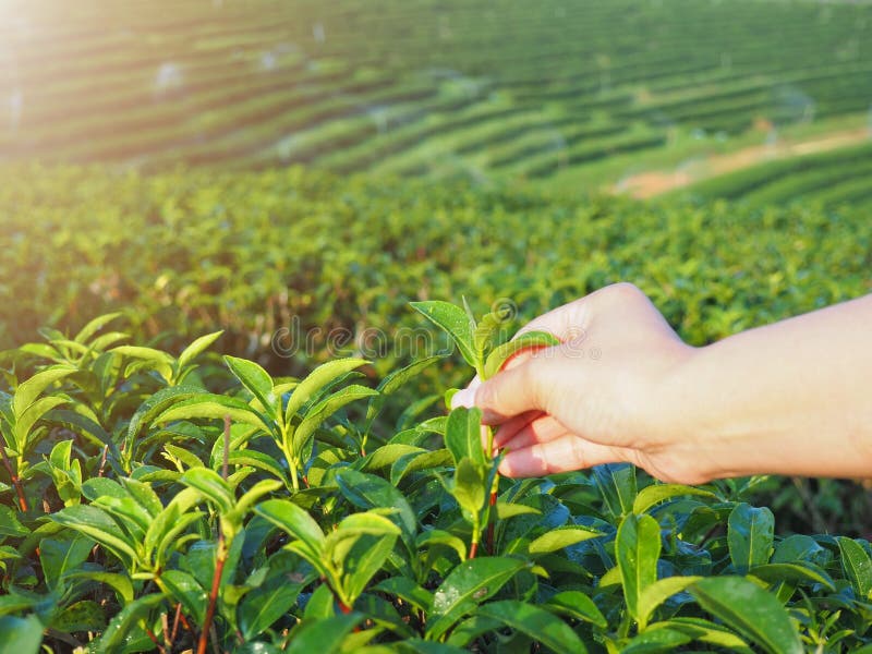 Selezionando le foglie di tè a mano nell'azienda agricola organica del tè verde di mattina