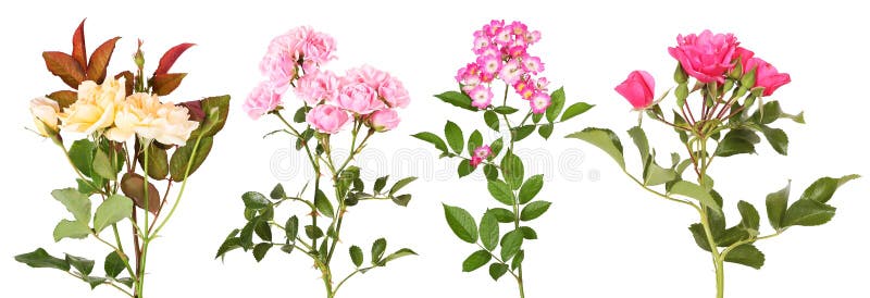 Seleção de diferentes flores rosas