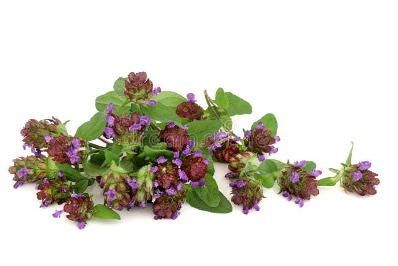 Self Heal Herb with Flowers for Natural Medicine