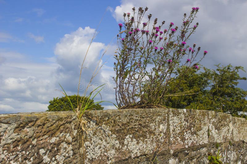 Self seeded thistle and barley weeds growing out of a wall stock photo Self seeded thistle and barley weeds growing out of a wall stock photo