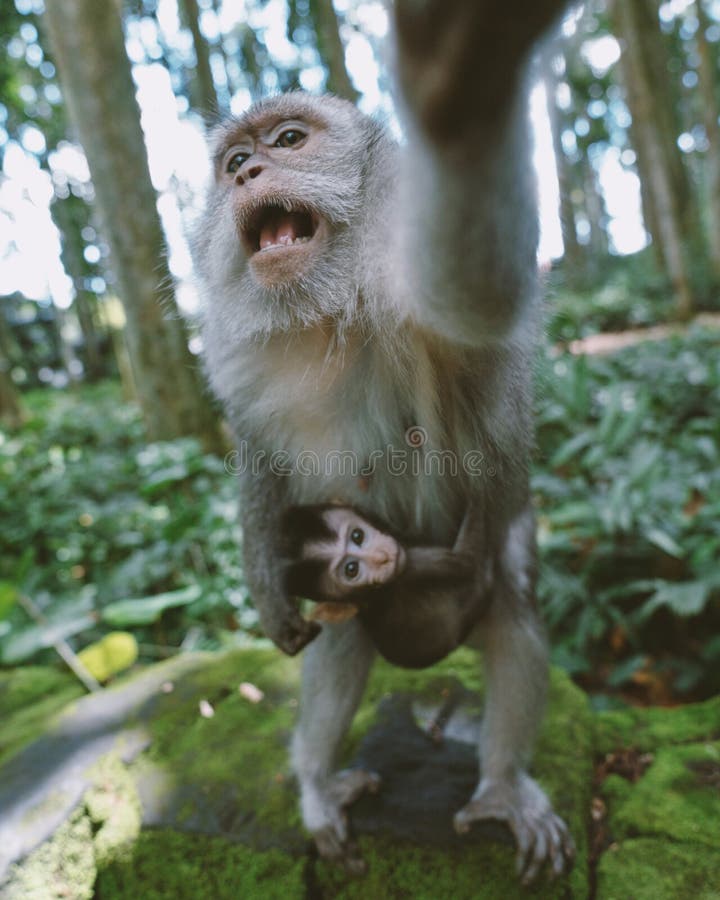 Macaco que tirou uma selfie é a personalidade do ano para a PETA