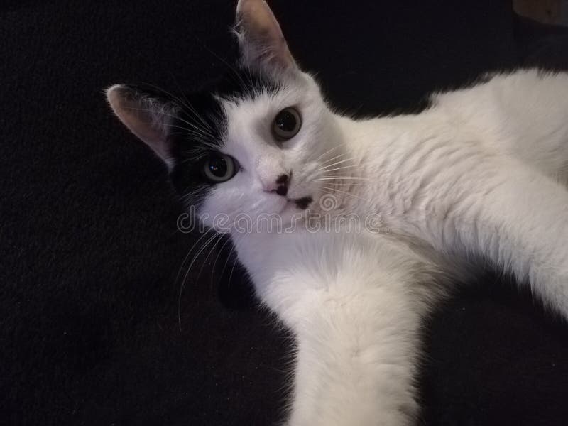 Selfie do gato foto de stock Selfie do gato foto de stock