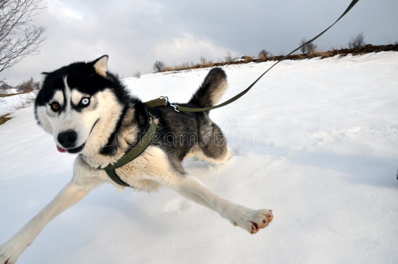Selfie, Siberisch schor hondperspectief