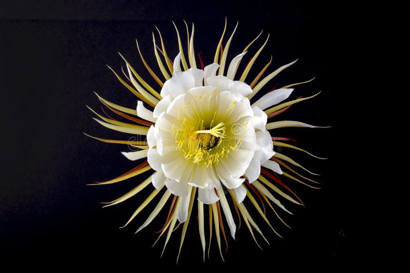 Selinicereus Peteranthus, Flor De Cactus À Lua, Isolado a Preto Foto de  Stock - Imagem de jardinar, cacto: 159718416