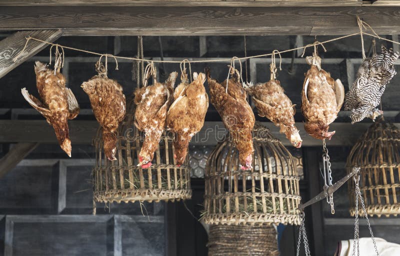 Selling chickens stock image. Image of food, hanging 45137191