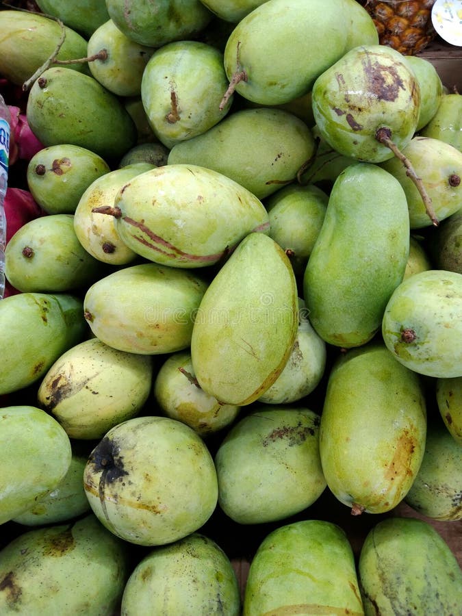 Selling fresh mangoes stock image. Image of evergreen 263634341