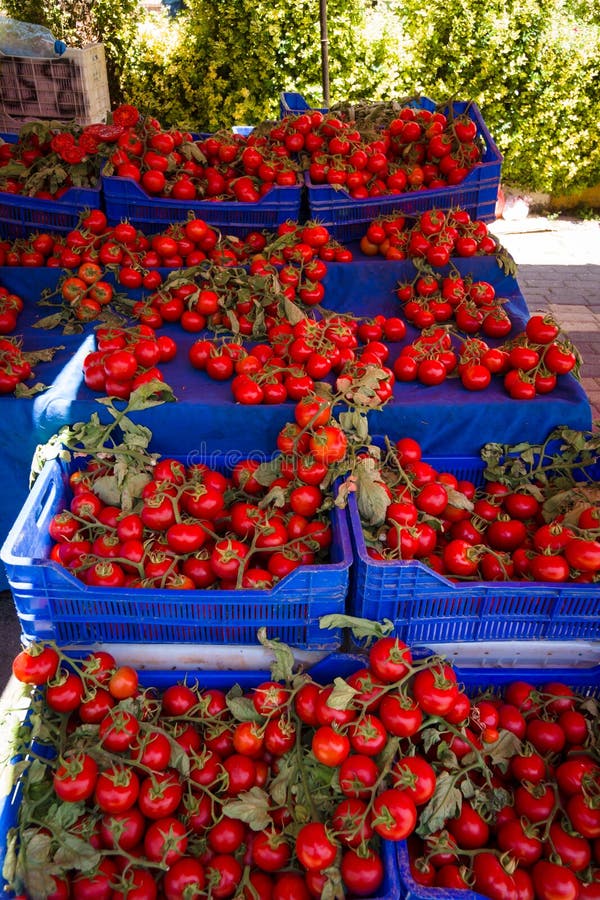 Selling Tomatoes At The Weekly Market Stock Image Image of vegetable
