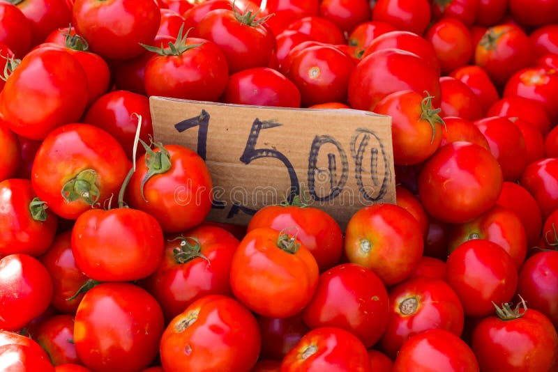 Tomatoes stock image. Image of nature, group, gardening 60354067