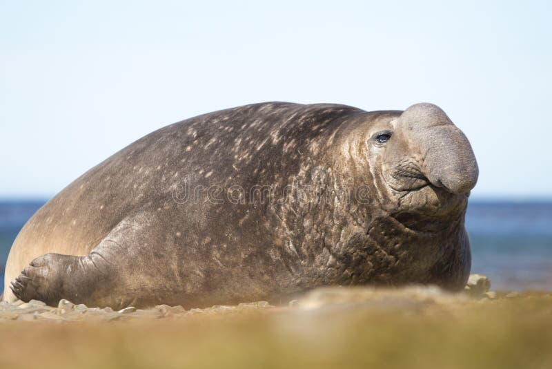 Male Southern Elephant Seal (Mirounga leonina) Falkland Islands. Male Southern Elephant Seal (Mirounga leonina) Falkland Islands.