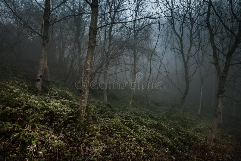 Seltene schöne Bäume im nebligen Winter lizenzfreie stockfotos Seltene schöne Bäume im nebligen Winter lizenzfreie stockfotos