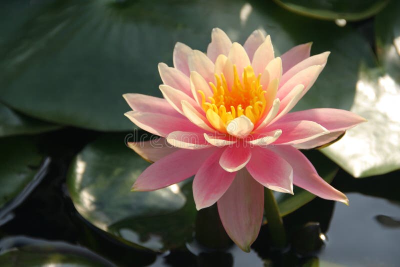 Beautiful water lily in a pond. Beautiful water lily in a pond