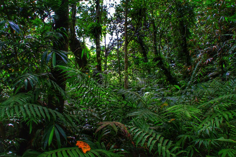 Selva De La Isla De Flores De Indonesia. Foto de archivo - Imagen de  verano, cubo: 209031258