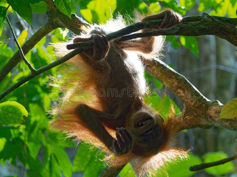 Selva de Orang Utan Sumatra del bebé foto de archivo libre de regalías Selva de Orang Utan Sumatra del bebé foto de archivo libre de regalías