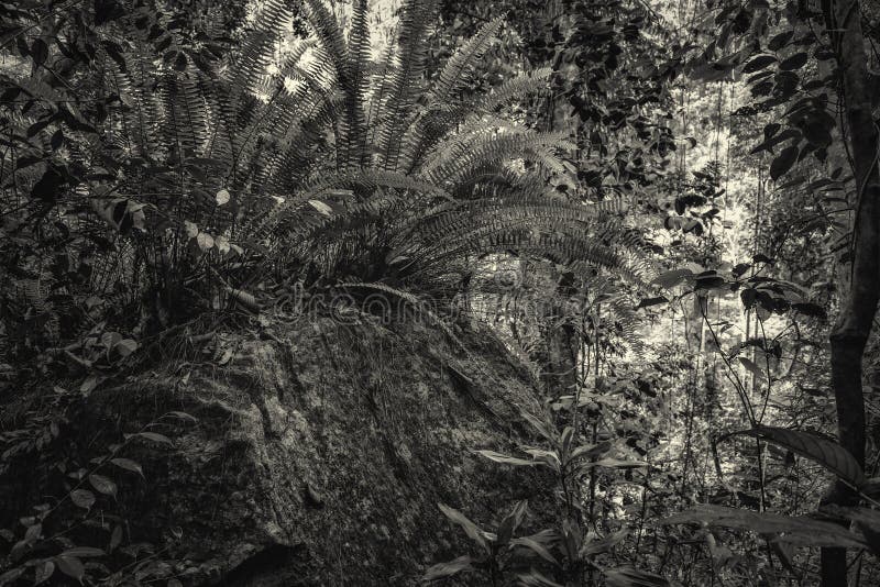 Selva en blanco y negro foto de archivo. Imagen de malasia - 72544932