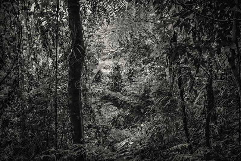 Selva en blanco y negro imagen de archivo. Imagen de marco - 72545545