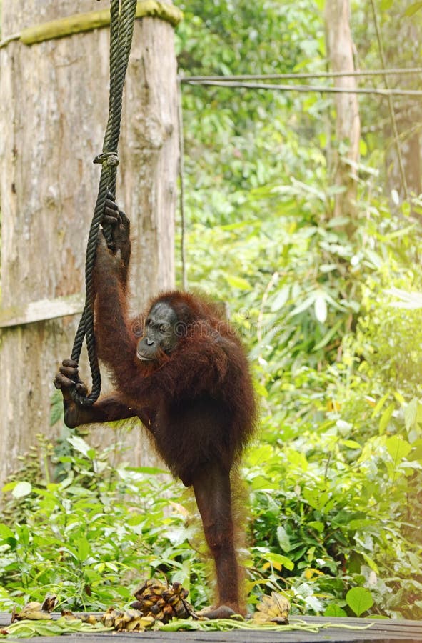 Selva libre salvaje divertida hermosa asombrosa de Sepilok del orangután, Sabah, Borneo imagen de archivo libre de regalías