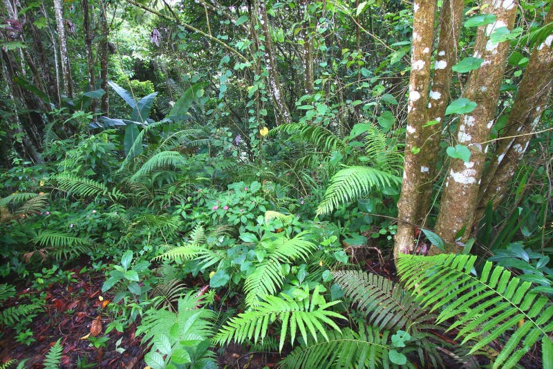 Selva tropical del negro de Toro - Puerto Rico