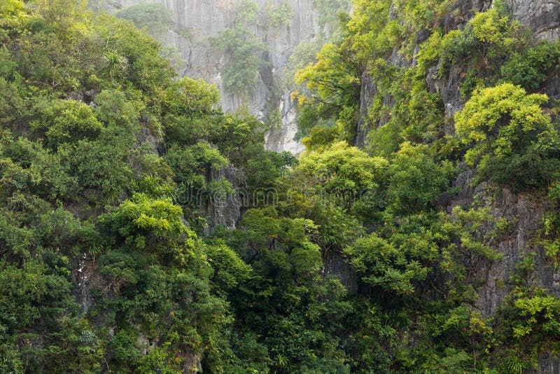 Selva tropical en el acantilado rocoso foto de archivo libre de regalías Selva tropical en el acantilado rocoso foto de archivo libre de regalías