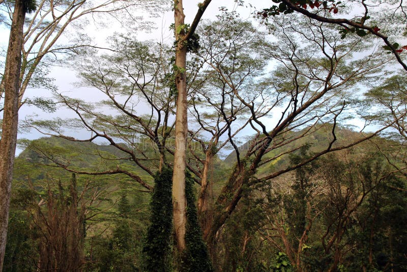 Selva tropical hawaiana foto de archivo. Imagen de flora - 10442374