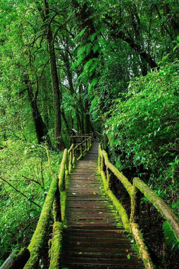 Selva tropical hermosa en el sendero de ka del ANG fotos de archivo libres de regalías Selva tropical hermosa en el sendero de ka del ANG fotos de archivo libres de regalías