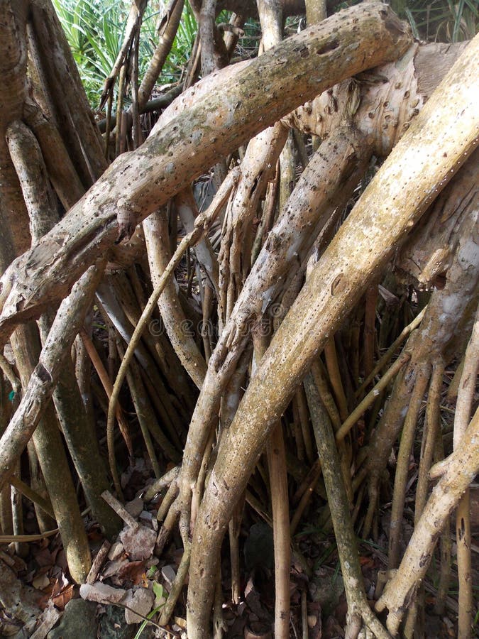 Selvas reais, Sri Lanka foto de stock Selvas reais, Sri Lanka foto de stock