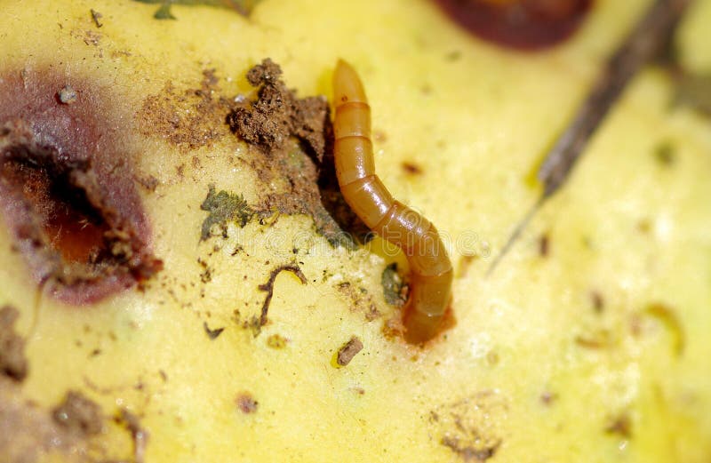 Sem-fim na maçã foto de stock royalty free