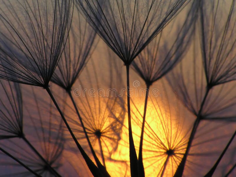 Seme del dente di leone con il sole fotografia stock libera da diritti