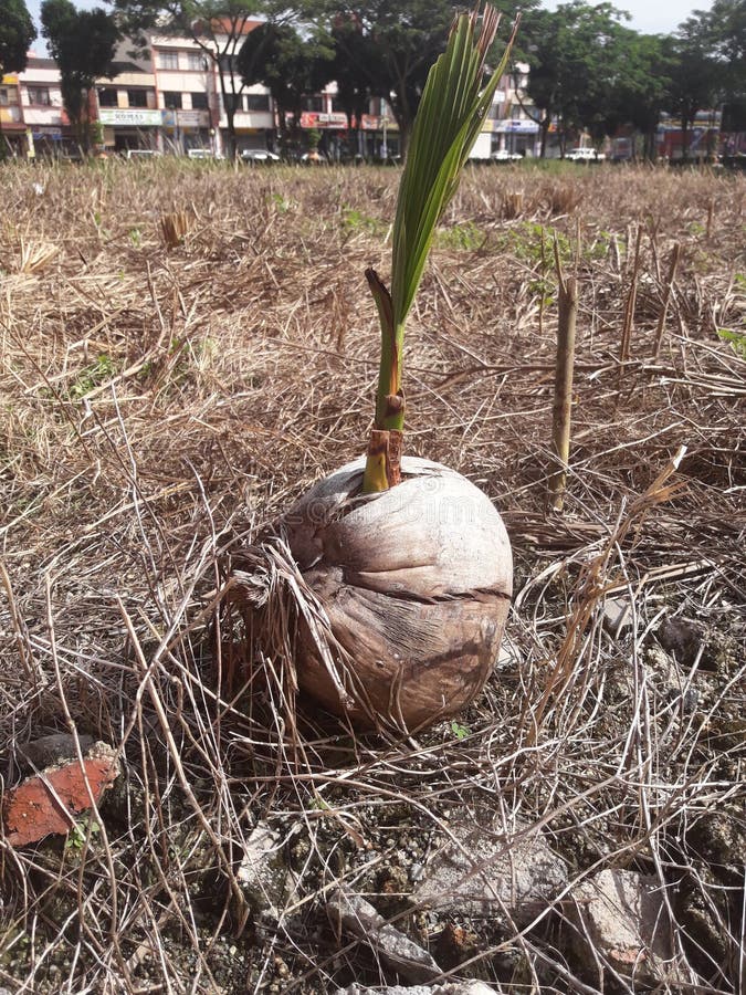 Seme dell'ananas che cresce nella vecchia azienda agricola immagini stock libere da diritti Seme dell'ananas che cresce nella vecchia azienda agricola immagini stock libere da diritti
