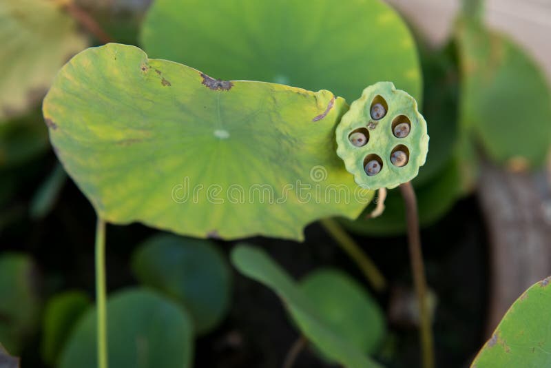 Seme di Lotus in baccelli di loto immagine stock libera da diritti Seme di Lotus in baccelli di loto immagine stock libera da diritti