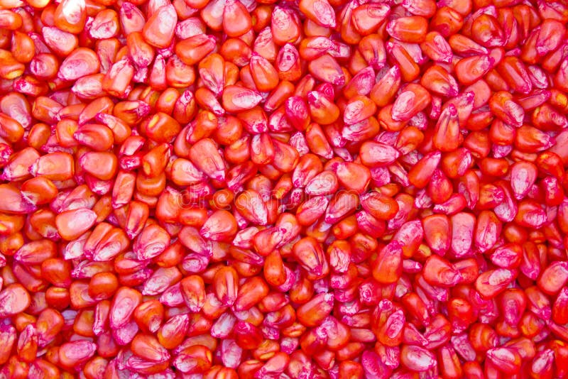 Seme rosso del cereale