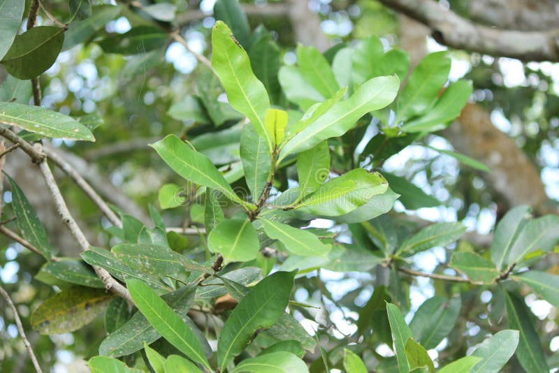 Semecarpus coriacea, Semecarpus coriacea is a species of plant in the family Anacardiaceae. It is endemic to Sri Lanka.