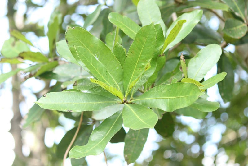 Semecarpus coriacea, Semecarpus coriacea is a species of plant in the family Anacardiaceae. It is endemic to Sri Lanka.