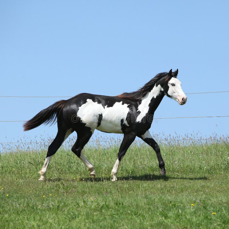 Semental blanco y negro magnífico del funcionamiento del caballo de la pintura imagenes de archivo Semental blanco y negro magnífico del funcionamiento del caballo de la pintura imagenes de archivo